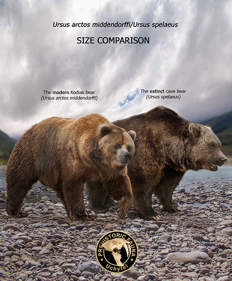 Cave bear is an extinct species of bear that lived in Eurasia in the middle and late Pleistocene and got extinct approximately 15,000 years ago. Prehistoric Bear, Bear Size Comparison, Prehistoric Mammals, Kodiak Bear, Extinct Species, Cave Bear, Prehistoric Wildlife, Prehistoric World, Ancient Animals