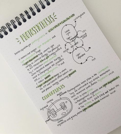 Photosynthesis Notes Aesthetic, Photosynthesis Notes, Astronomy Notes, Photosynthesis Diagram, Cellular Respiration Activities, Biology Journal, Photosynthesis Projects, Photosynthesis Lab, Photosynthesis Activities