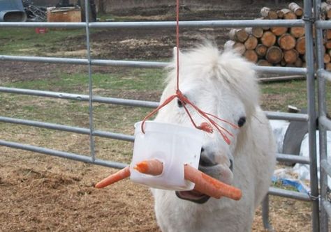 Home Made Horse Toys! And a few other things…  (I'm also wondering what the equivalent toy would be for a dog...) Goat Enrichment, Equine Enrichment, Horse Paradise, Diy Horse Toys, Toys For Horses, Homemade Horse Treats, Riding Ideas, Homemade Dog Toys, Dogs Toys