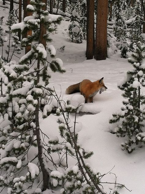 Fox In Snow, Fox In The Snow, Snowshoe Hare, Fantastic Fox, Fabulous Fox, Fox Hunting, Pet Fox, Animal Totems, Cute Fox