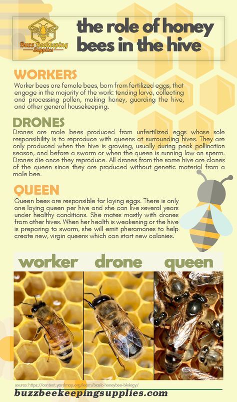 Role of Honey Bees in the Hive - Honey Bees Job - What Honey Bees Do beekeeper, About Honeybees and What’s inside a Hive, be a beekeeper, beekeepers, beekeeping, Beekeeping for Beginners Step By Step, beginner beekeeping, Facts about the Queen Bee, Fun Facts about honey bees, honey, HOW BEES MAKE HONEY, How Honey is Made, How to Start Beekeeping, The Beekeeper’s Calendar, The Life of a Worker Bee in the Hive (Female Honey Bees), The Life of Honey Bees, Types of honey bees in a hive Bee Keeping For Beginners Backyards, How To Start A Bee Hive, Raising Bees For Beginners, Bee Keeping For Beginners, Bee Facts For Kids, Facts About Honey Bees, Types Of Honey Bees, How Bees Make Honey, Beginner Beekeeping