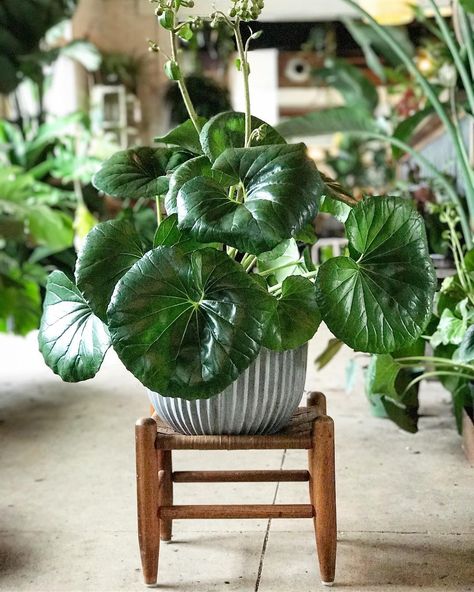 My love for Farfugium Japonicum runs deep. This vintage plant stand matched with a new modern pot really sets this guy off. I see you Walt… Tractor Seat Plant, Farfugium Japonicum, Rare Houseplants, House Jungle, Houseplant Decor, Landscaping Patio, Leopard Plant, Modern Pot, Indoor Gardens