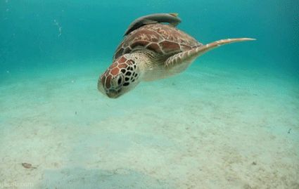 The Turtle GIF Turtle Gif, Sea Turtle Species, Baby Sea Turtles, Dog Swimming, Lady Popular, Underwater Animals, Underwater Photographer, Tortoise Turtle, Turtle Love