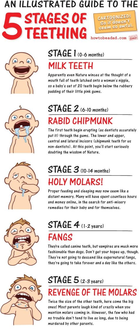 Funny 5 Stages of Teething Cartoonized Guide Baby Advice, Baby Time, Hospital Bag, Baby Development, Everything Baby, Baby Teeth, Baby Health, Baby Hacks, Warning Signs