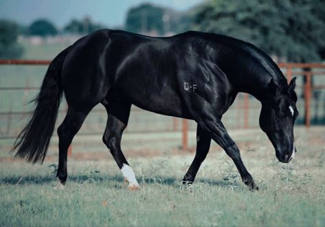 Black Barrel Horse, Quarter Horse Photography, Rodeo Aesthetic, Quarter Horse Black, Black American Quarter Horse, Aqha Horses, Horse Black, Black Quarter Horse Mare, Bay Quarter Horse Mare