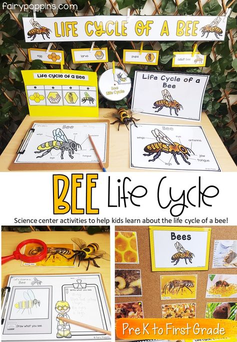 Bee Life Cycle Activities - Fairy Poppins All About Bees For Kids, Bee Activities For Kindergarten, Bee Worksheets For Kids, Bees Kindergarten, Silkworm Life Cycle, Science Center Activities, Life Cycle Of A Bee, Life Cycle Activities, Bee Life Cycle