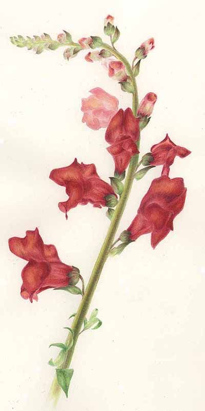 Anthirrhinum majus (Snapdragon) Snapdragon Botanical Illustration, Snap Dragon Illustration, Flower Gladiolus, Snap Dragon, Dragon Flower, Flower Sleeve, Vintage Bouquet, Botanical Tattoo, Vintage Botanical Prints