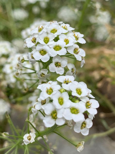 A close up image of a white flower called an Alyssum. Alyssum Flowers Drawing, Alyssum Maritimum, Sweet Alyssum Flower, Alyssum Flower, Alyssum Flowers, Sweet Alyssum, Botanical Inspiration, Flower Thigh Tattoos, Flower Language