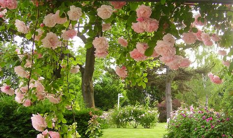 rosegarden | by uta von naumburg Flowers Blooming, Spring Aesthetic, Fairy Dust, Fluttershy, The Grass, Nature Aesthetic, Pretty Places, Green Aesthetic, Dream Garden