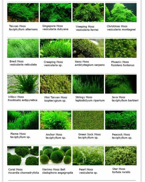 Aquarium Moss, Moss Growing, Tanaman Air, Freshwater Plants, Types Of Moss, Freshwater Aquarium Plants, Taman Air, Tropical Freshwater Fish, Fresh Water Fish Tank