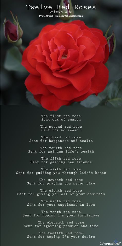 Number of Roses Meaning and Symbolism - TheLandofColor.com Red Rose Meaning, Rose Meanings, Roses Meaning, Roses Are Red Poems, Rose Poems, Rose Color Meanings, Flower Poem, Rose Meaning, Nature Meaning