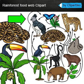 Rainforest Food Web clipart/ Food Chain Realistic clip art /Rainforest animals Rainforest Food Web, Rainforest Food Chain, Clip Art Food, Web Clipart, Rainforest Habitat, Harpy Eagle, Rainforest Animals, Desert Animals, White Png