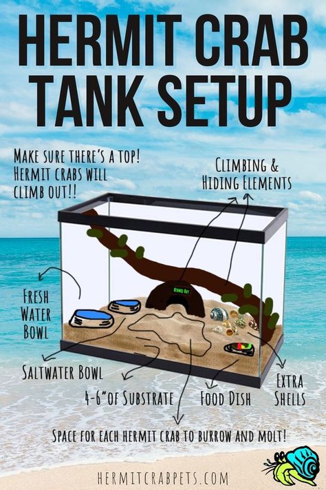 Crab Habitat, Crab Tank Ideas, Hermit Crab Habitat Ideas Tanks, Hermit Crab Habitat Ideas 20 Gallon, Cute Hermit Crab Habitat Ideas, Diy Hermit Crab Habitat Ideas, 10 Gallon Hermit Crab Tank Ideas, Hermit Crabs Habitat Ideas, Crabitat Ideas