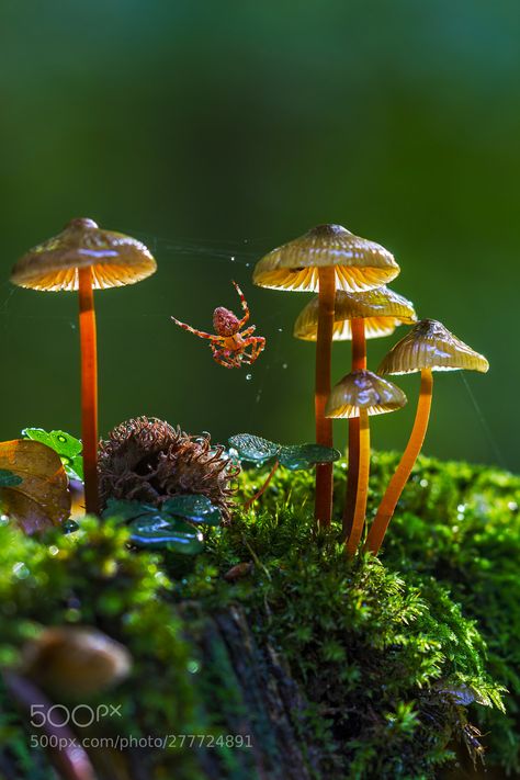 Small Animal Photography, Tiny World Photography, Animal Still Life Photography, Macro Forest Photography, Micro Nature Photography, Forest Close Up Photography, Plant Reference Photos For Artists, Micro Photography Nature, Nature Reference Photos For Artists