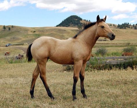 Zainia, Female. Aged 4 months and she is a quarter horse. She is very smart… Buckskin Foal, Yearling Horse, Quarter Horse Foal, Buckskin Quarter Horse, Buckskin Horses, Horse Foal, Buckskin Horse, Horse Inspiration, Quarter Horses