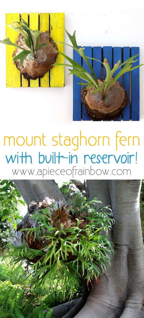 How to Grow, Mount and Propagate Staghorn Fern - A Piece Of Rainbow Mounted Staghorn Fern, Staghorn Plant, Staghorn Fern Mount, Stag Horn Fern, Forest Kitchen, Elk Horn, Wood Pallet Ideas, Diy Wood Pallet, Staghorn Fern