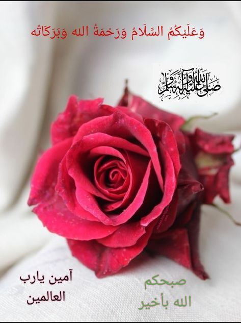 shadab.fresh@gmail.com Walaikum Assalam, Flowers Quotes, Assalamualaikum Image, Ebooks Free Books, Good Morning Flowers Quotes, Rose Flower Wallpaper, Henna Designs Hand, Morning Flowers, Good Morning Flowers