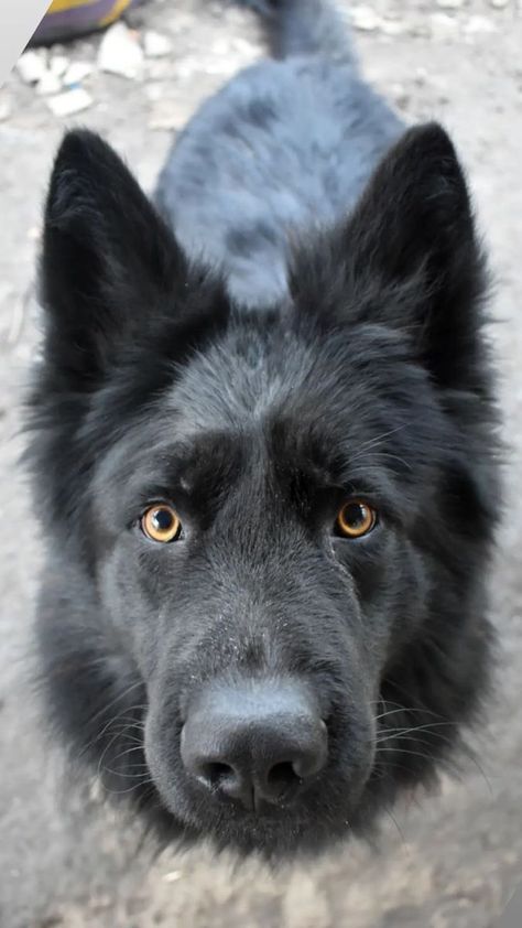 Behavior Tips, German Sheperd Dogs, Tail Wagging, Working Dog, Very Cute Dogs, Street Life, Pretty Dogs, Pretty Animals, Wolf Dog