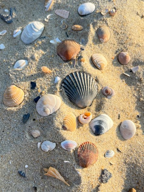 Beach #beach #playa #shells #coconutgirl #summer Biloxi Beach, No Ordinary Girl, Cute Beach Pictures, Beach Girl Aesthetic, Tropical Girl, Summer Surf, Summer Goals, Summer Wallpaper, Summer Feeling