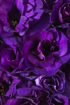 Purple Lisianthus Calyx Flowers, Purple Lisianthus, Purple Love, All Things Purple, Bright Purple, Purple Rain, Purple Aesthetic, Beautiful Blooms, Shades Of Purple