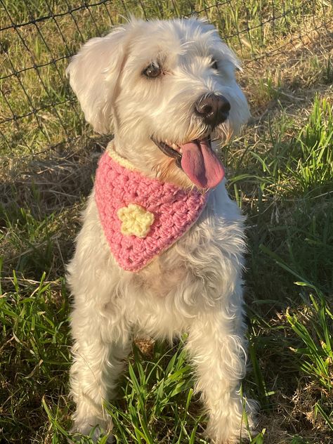 🐶✨Pawsitively Perfect Dog Bandana✨🐶 Whether you pup is going to a coffee shop, the park, or just relaxing at home, this bandana is the perfect accessory for any occasion. Each bandana is lovingly crocheted for maximum quality and style, with gorgeous colors and designs. With a range of sizes and extra long neck ties, this bandana is adjustable to fit dogs of any size. Each bandana comes in sizes Small, Medium, and Large. Sizes: Small - 7"-10" Medium - 10"-13" Large - 13"-15" If you have any issues with sizing, please message me for consultation and/or customization options Please plan for 3-5 days before shipping, as all bandanas are made to order. Dog Accessories Crochet, Crochet Accessories For Dogs, Crochet Pet Bandana Pattern, Crochet Things For Dogs, Easy Crochet Dog Bandana, Dog Crochet Bandana, Crochet Dog Stuff, Crochet Dog Bandana Free Pattern, Cat Bandana Crochet Pattern