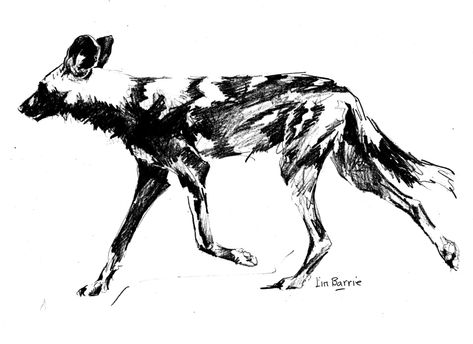 African wild dog sketch 1 BW | wineandwilddogs Wild Dog Drawing, Africa Tattoos, Every Dog Breed, Dog Line Art, Wild Dog, Africa Animals, African Wild Dog, Dog Line, Dog Sketch