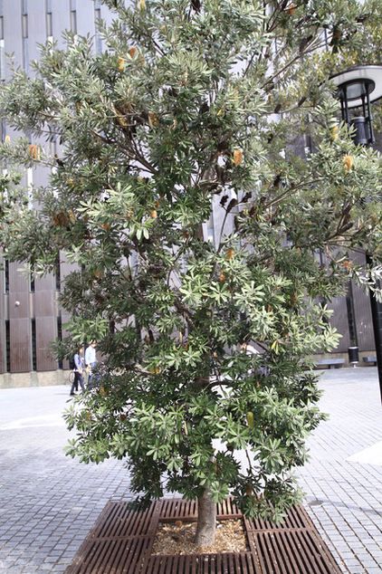 Banksia integrifolia... Banksia Integrifolia Trees, Banksia Tree Landscaping, Coastal Banksia Tree, Banksia Tree, Banksia Integrifolia, Stone Mulch, Feature Tree, Coastal Plants, Plant Palette