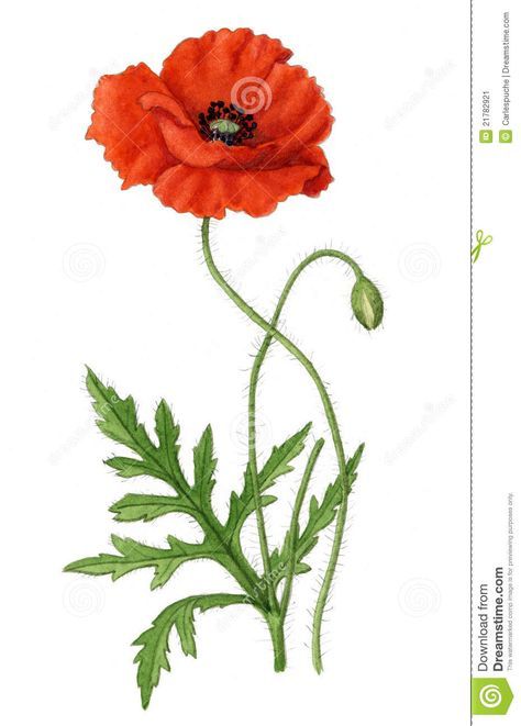 poppy leaves | ... Corn Poppy plant with an open flower, one closed flower and leaves Mass Drawing, Poppy Leaves, Poppy Illustration, Poppy Plant, Poppy Flower Drawing, Closed Flower, Poppy Flower Art, Papaver Rhoeas, Corn Poppy