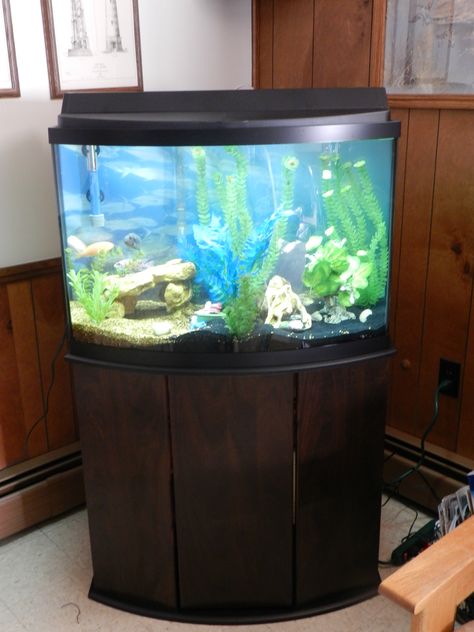 36 gallon bow front aquarium! currently has 7 African Cichlids (soon to be more). This really doesn't take up that much space. As you can see it easily fits in the small corner in our house! 10 Gallon Fish Tank Stand, 55 Gallon Fish Tank Stand, Aquarium Stand Diy, 55 Gallon Fish Tank, Bow Front Aquarium, 75 Gallon Aquarium Stand, 20 Gallon Aquarium Stand, Aquarium Furniture, 125 Gallon Aquarium