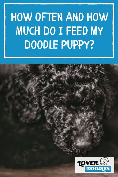 How Much To Feed A Puppy, Dog Feeding Schedule, Sproodle Puppies, Puppy Feeding Schedule, Whoodle Dog, Feeding Puppy, Goldendoodle Black, Bernadoodle Puppy, Puppy Schedule