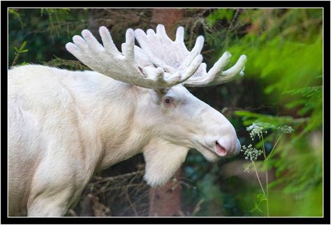 Watch: The Majestic White Moose, Interview with the Nature Photographer Albino Moose, Crochet Moose, Moose Painting, Moose Pictures, Rare Albino Animals, White Moose, Moose Deer, Bull Moose, White Animals