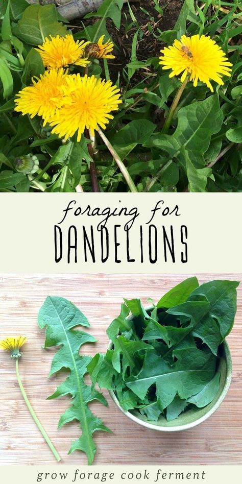 Dandelion is one of the most common wild plants to forage for. It's highly nutritious, and the entire plant is edible - flower, leaves, and root. Foraging for dandelion is easy, and it's probably growing in your backyard! Learn everything you need to know about how to identify and forage for dandelion, and the many ways dandelion can be used, from pesto to wine and more. #forage #dandelion Foraging For Beginners, Herbs Benefits, School Knowledge, Herbal Living, Medicinal Weeds, Wild Foraging, Wild Food Foraging, Dandelion Leaves, Edible Wild Plants