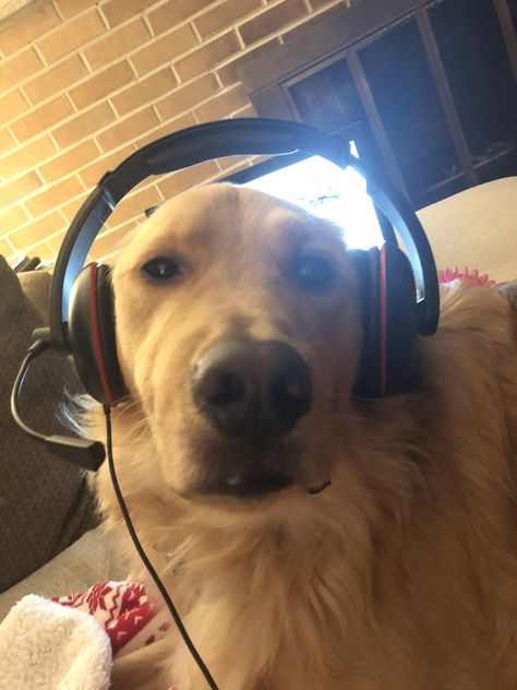 Finnegan is terrible at Fortnite but he is good at being my best friend. Funny Dog Wallpaper Laptop, Rat Dog, Redesign Ideas, Golden Retriever Funny, Goofy Dog, Lion Photography, Funny Dog Photos, Puppy Face, Pretty Dogs