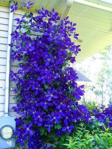 Clematis Vine: How To Care For The Clematis Flower Cactus Bonsai, Climbing Clematis, Clematis Plants, Clematis Flower, Clematis Vine, Garden Vines, Flowers Blooming, Have Inspiration, Flowering Vines