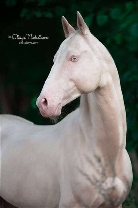 Albino Horse, Ahal Teke, Akhal Teke Horses, Golden Horse, Horse Inspiration, Akhal Teke, All The Pretty Horses, Horse Drawings, Sport Horse