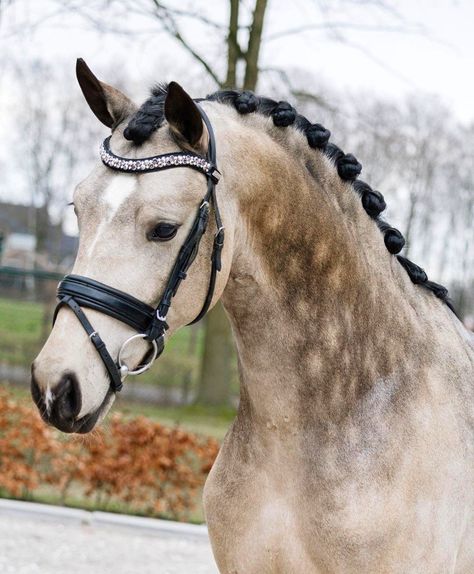 Buckskin Dutch riding pony stallion | Golden Grey NRW × Ma Chérie Buckskin Warmblood, Chestnut Horse Aesthetic, Blood Bay Horse, Dark Bay Thoroughbred, Dutch Warmblood Horse, Horse Playing, Buckskin Horses, Welsh Ponies, English Saddles