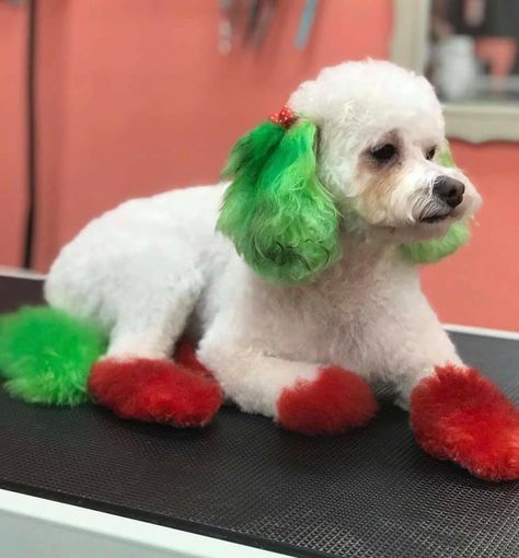 Christmas Dog Grooming Ideas, Christmas Dog Dye Ideas, Creative Dog Grooming Christmas, Christmas Dog Hair Dye, Christmas Creative Grooming, Maltese Grooming Styles, Walking Ideas, Honey Ideas, Dog Hair Dye