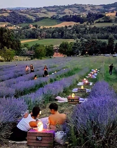 Levander Garden Ideas, Agrotourism Ideas Farms, Agritourism Farms, Outdoor Restaurant Design, Farm Plans, Lavender Garden, Lavender Field, Lavender Farm, Farm Stay