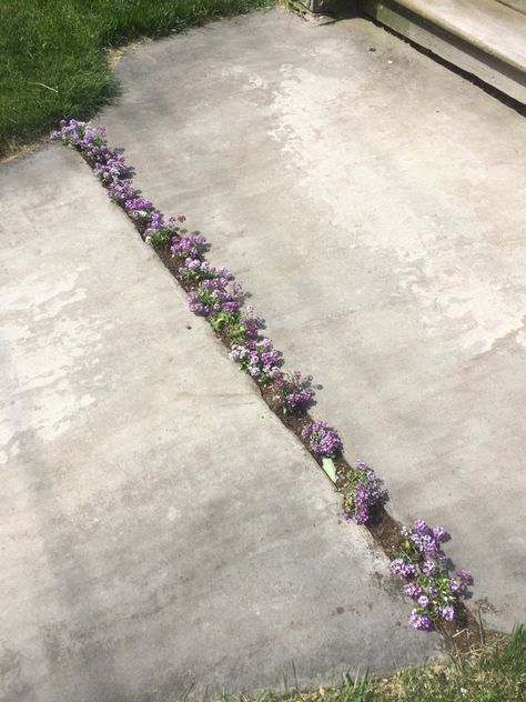 Sidewalk flowers planted in crack Creeping Flowers, Cracked Sidewalk, Plants Growing Through Cracks, Sidewalk Flowers, Flowers Growing In Cracks, Desire Paths, Sidewalk Cracks, Long Driveway, Guerrilla Gardening