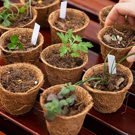 Diy Plant Starter Containers, Plant Pots From Recycled Materials, Toilet Paper Roll Seed Starter Pots, Newspaper Seedling Pots, Biodegradable Plant Pots, Coco Peat, Rock Border, Garden Rock Border, Black Dessert