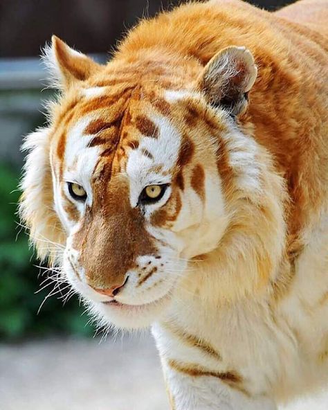 Golden Tiger Wild Animals Pictures, Golden Tiger, Animal Cat, Rare Animals, Pets Dogs, Discovery Channel, Pretty Animals, Wild Dogs, Silly Animals