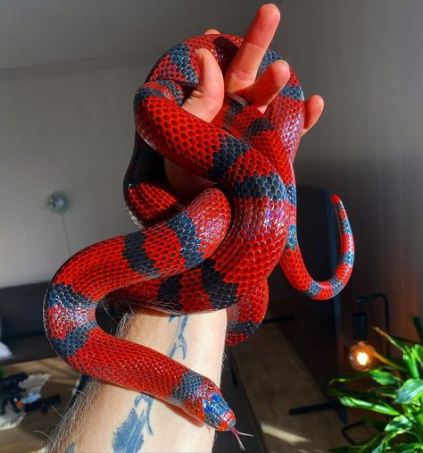 Honduran Milk Snake, Milk Snake, Pretty Snakes, Colorful Snakes, Reptile Tank, Cute Reptiles, Cute Snake, Beautiful Snakes, Pet Snake