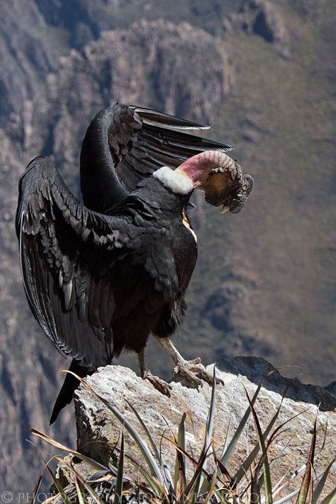 El señor de los Andes Condor Andino, Andean Condor, Birds Beautiful, World Birds, Rare Birds, Bird Pictures, Pretty Birds, Birds Of Prey, Animal Wallpaper