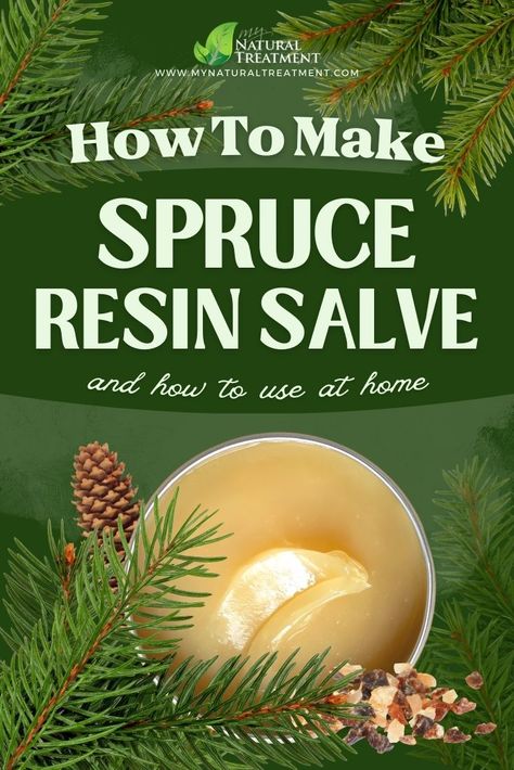 Discover the amazing spruce resin salve recipe and how to use pine resin salve for various ailments at home. Pine Resin Uses, Pine Pitch Salve, Pine Salve, Apothecary Ideas, Pine Pitch, Diy Apothecary, Medicinal Wild Plants, Spruce Tips, Tree Buds