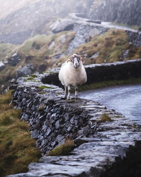 Ireland Sheep Aesthetic, Sheep In Ireland, Sheep Ireland, Ireland Sheep, Ireland Honeymoon, Dingle Ireland, Christmas In Ireland, Ireland Aesthetic, Irish Sport Horse