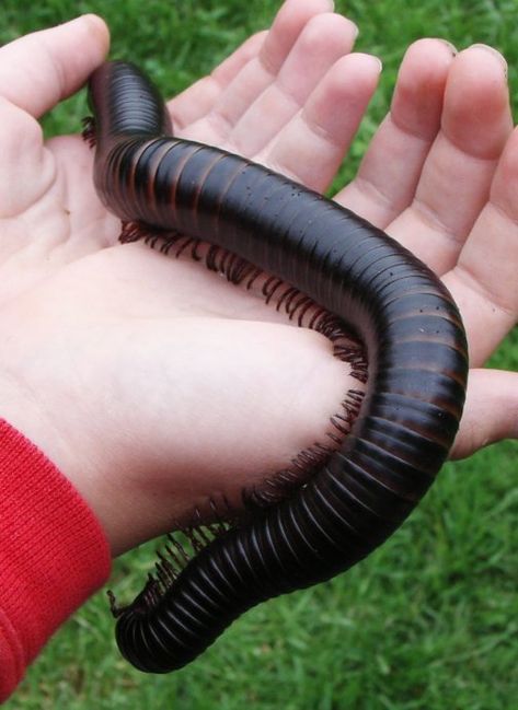 giant-african-millipede African Millipede, Top 10 Facts, Millipedes, Centipedes, Class Pet, Cool Insects, Cool Bugs, A Bug's Life, Beautiful Bugs