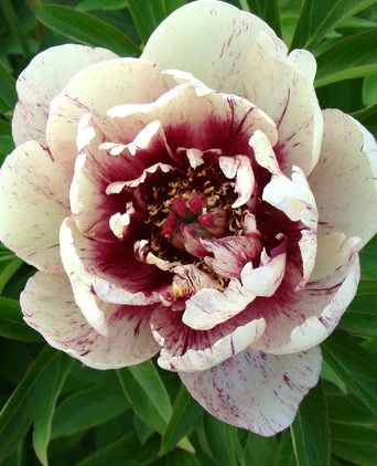 Paeonia (Peony) bare roots — Buy Peonies online at Farmer Gracy UK Peony Plant, Itoh Peonies, Summer Bulbs, Panicle Hydrangea, Red Plants, Anemone Flower, Plant Spacing, All That Jazz, Leaf Coloring