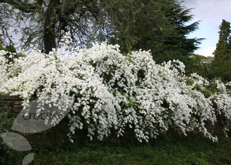 Buy pearl bush Exochorda × macrantha 'The Bride': Delivery by Waitrose Garden in association with Crocus Exochorda The Bride, Uk Plants, Bridal Wreath Spirea, Chuppah Flowers, Fast Growing Shrubs, Lilac Bushes, Rock Garden Plants, Backyard Flowers, Flowers Delivery