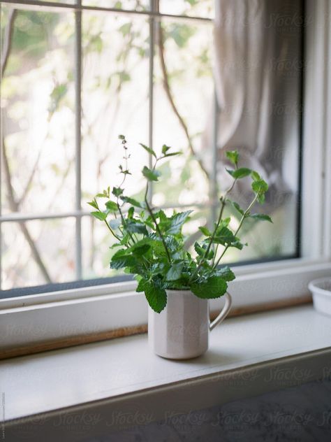 https://www.stocksy.com/1320634/fresh-mint-bouquet-in-porcelain-cup-on-windowsillfresh-mint-bo Mint Bouquet, Porcelain Cup, Fresh Mint, Spring Home, Get Outside, Still Life Photography, Window Sill, Still Life, Royalty Free Stock Photos