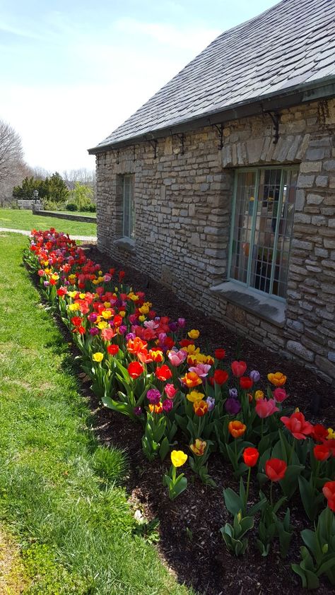 Flower Beds In Front Of House Tulips, Tulip Landscaping Ideas, Backyard Tulip Garden, Home Tulip Garden, Front Yard Tulip Landscaping, Tulips In Garden Bed, Tulip Yard Ideas, Front Yard Tulips, Tulips In Landscaping